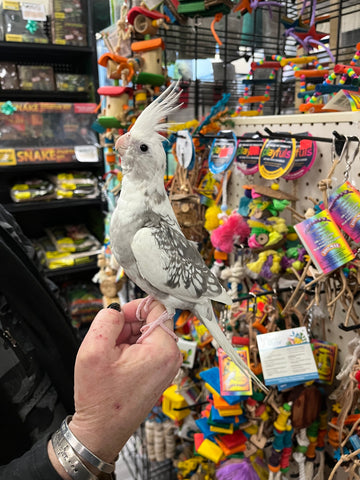 White face cockatiel