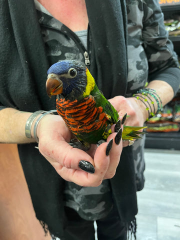 Rainbow Lorikeet