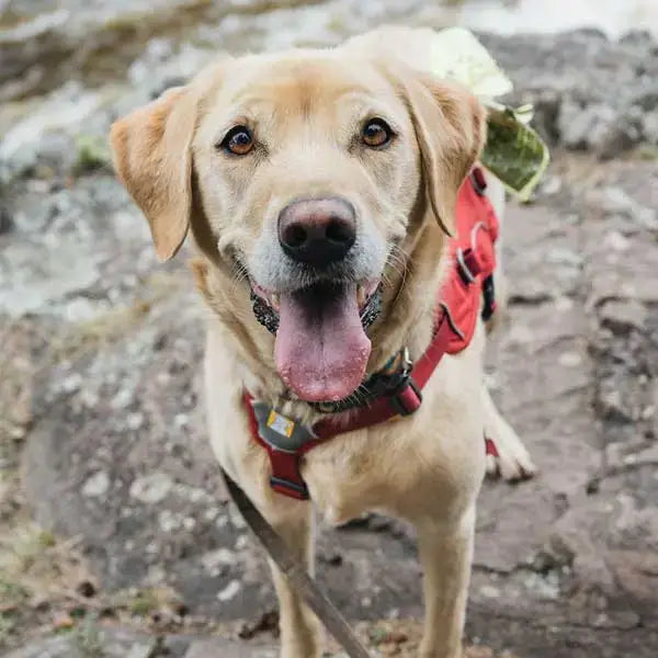 A happy Labrador wearing a red harness stands on a rocky path.