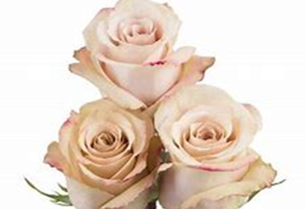 Quicksand Cream Roses