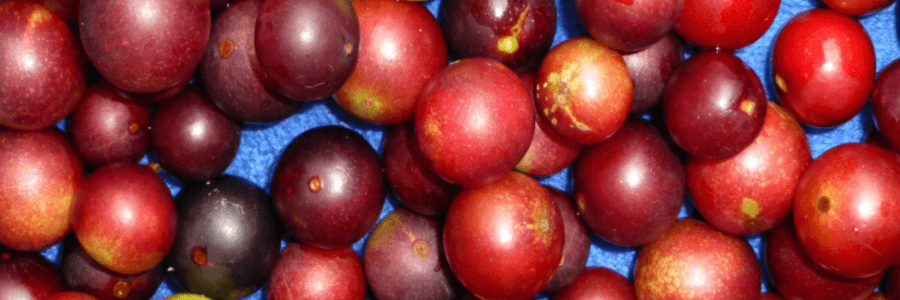 Dark red camu camu fruit on blue background