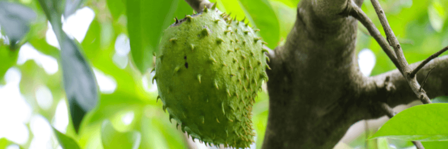 Spikey green graviola fruit hanging from tree