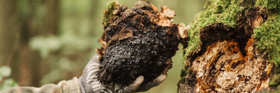 Hand holding chunk of black chaga mushroom