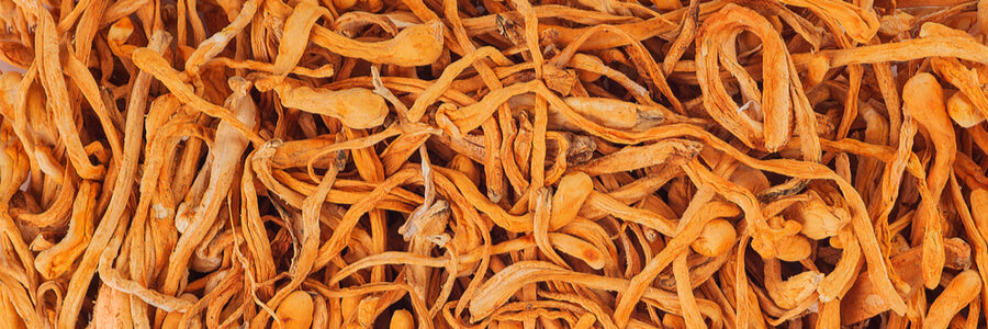 pile of orange dried cordyceps mushrooms