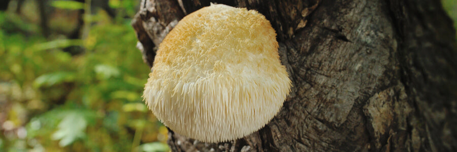 large white lion's mane mushroom growing on side of tree