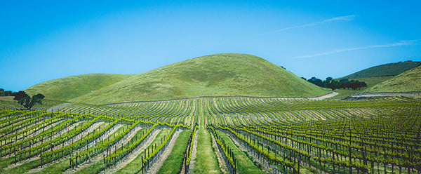 Vinyards along California's Pacific Coast Highway