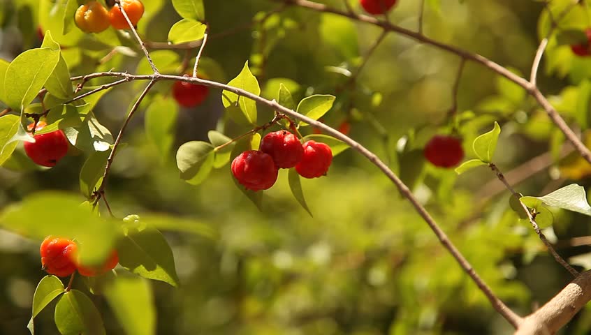 Surinam Cherry Tree