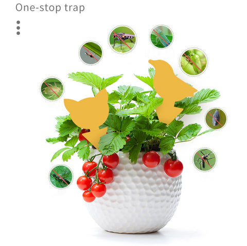 40 pcs Reusable Dual-Sided Sticky Fly Traps – Daily Nifty