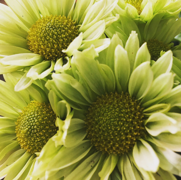 Image of green petal daisies