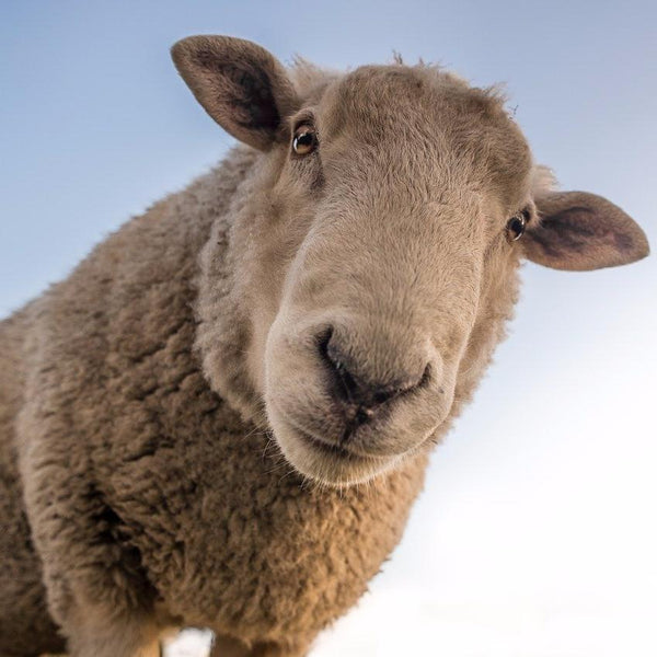 Sheep looking down at camera