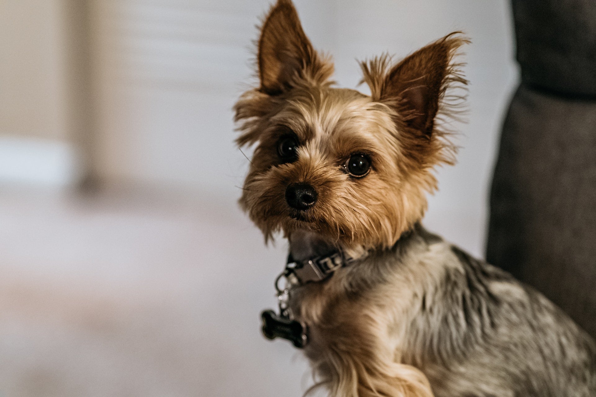 En bedårande Yorkshireterrier med en silkeslen päls