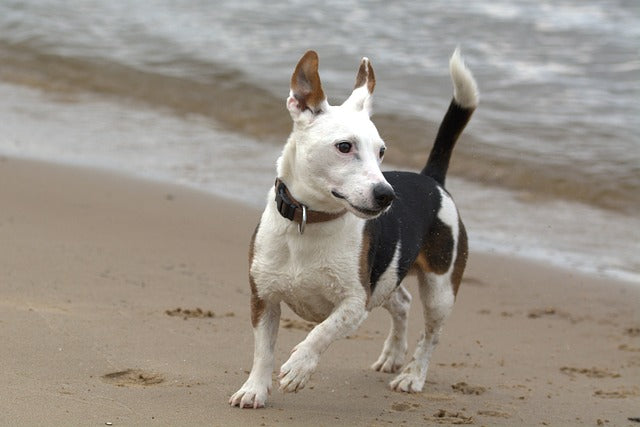  jack russel springer på en strand