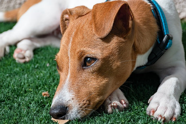 Närbild på en brun och vit jack russell terrier.