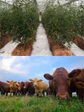 Hydroponics / Agriculture