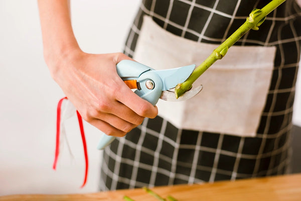 cutting fresh flower stems