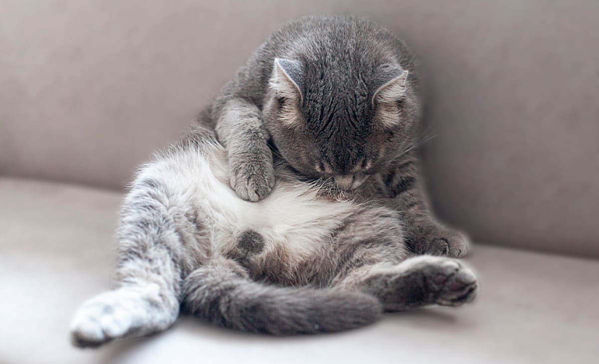 Why Boredom Could Be Causing Your Cat or Dog Stress - Vetstreet