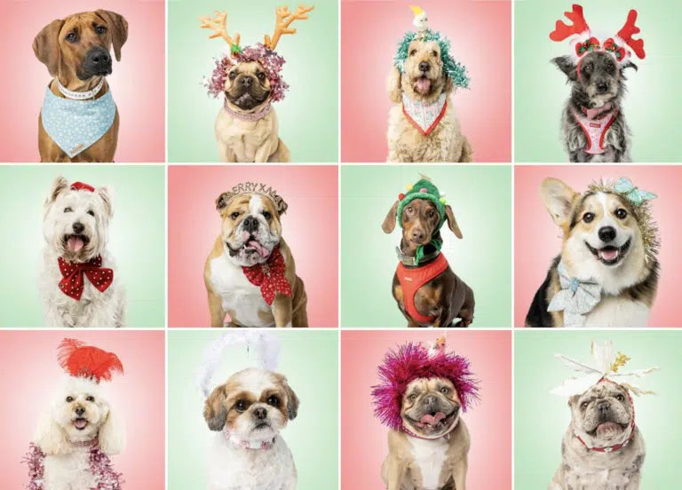 12 DOGUEs of Christmas