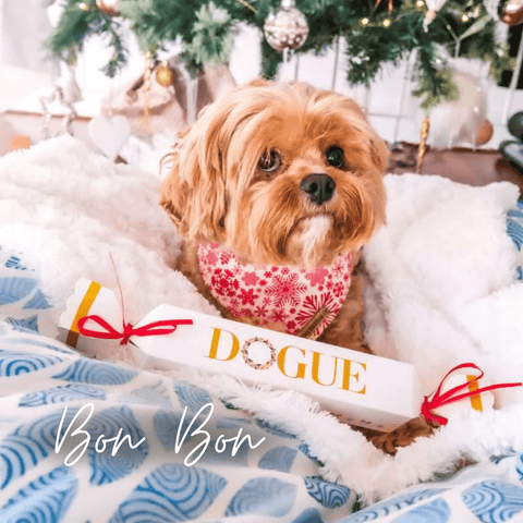 holiday dog gift guide | Dog Bon Bon