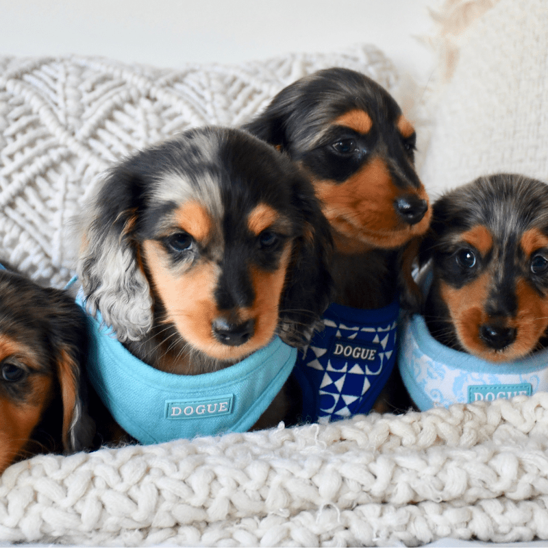 DOGUE's Top Boredom Buster for Dogs