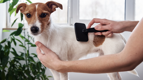 Dog Groom Brush