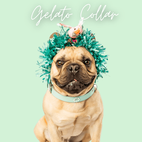 holiday dog gift guide | DOGUE gelato dog collar