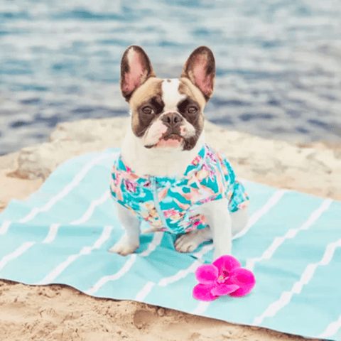 Sandy Snoots Dog Towels