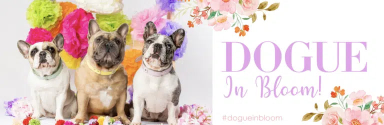 DOGUE in Bloom