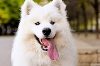 10. Samoyed dog. Cost - from $ 4000 to $ 11 000. (Jay Melnick)