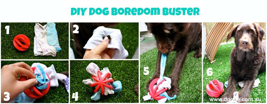 DOGUE's Top Boredom Buster for Dogs