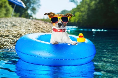 Dog products for summer