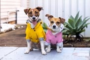Dog raincoats