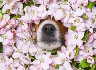 Dog with flowers