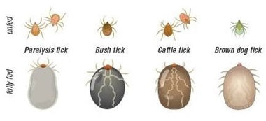 How to identify a tick 1