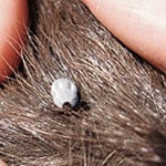 How to identify a tick 2