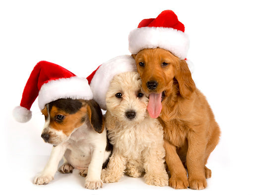 DOGUE Christmas Dog Party