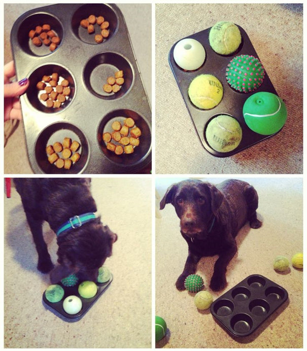 DIY Dog Boredom Busters