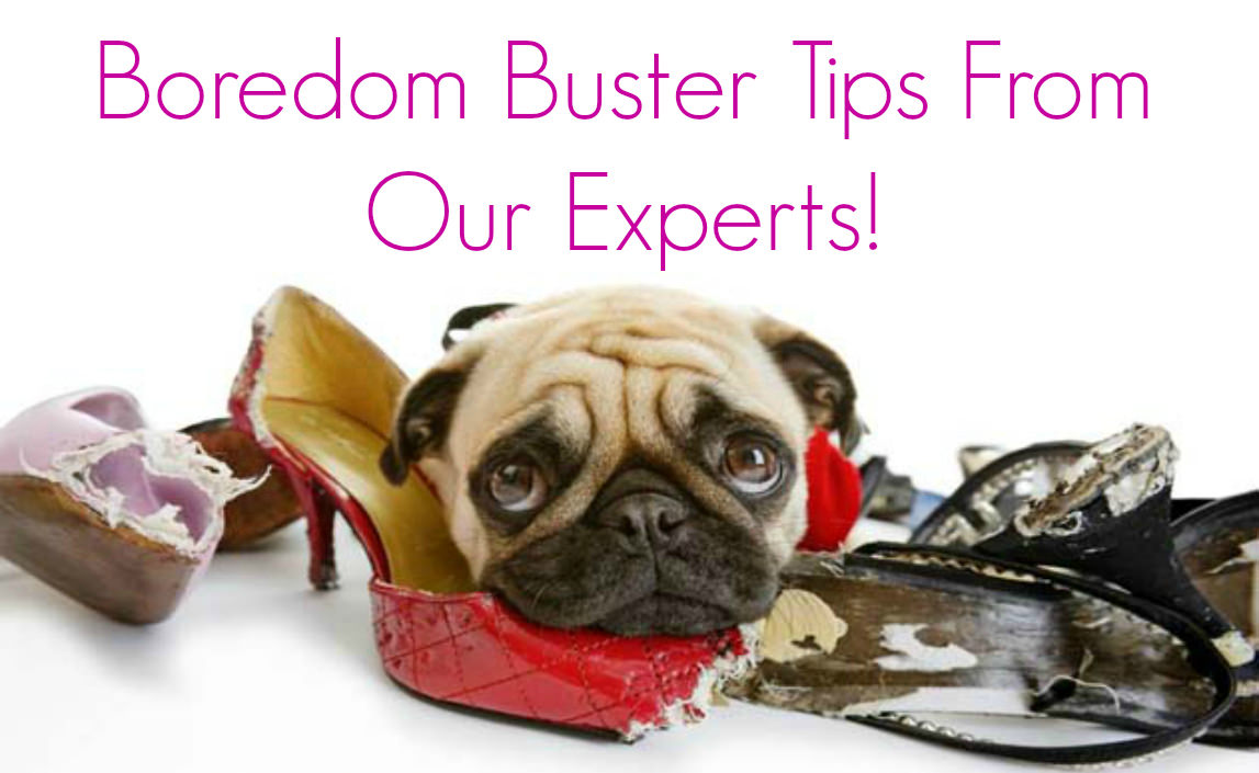 boredom-buster-tips-from-our-expert-4_mini
