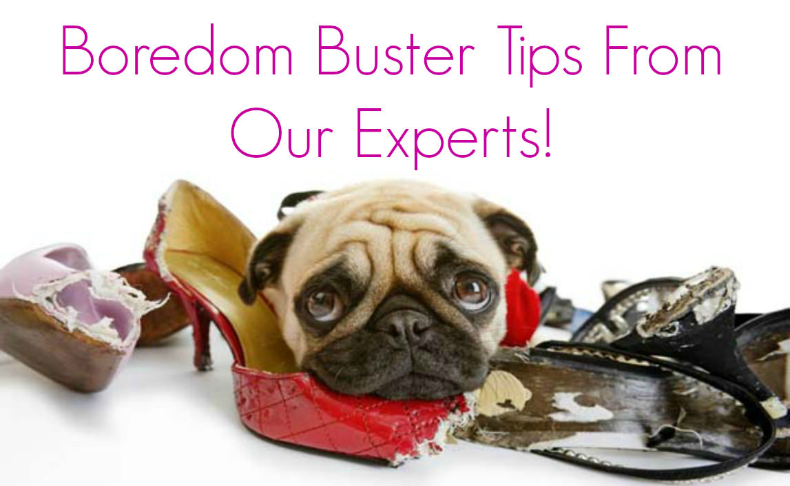 https://cdn.shopify.com/s/files/1/0735/4833/3363/t/5/assets/description_image_boredom_buster_tips_from_our_expert_4_mini.jpg?v=1680248807