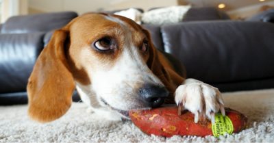 DIY Sweet Potato Fries | Treats For Dogs