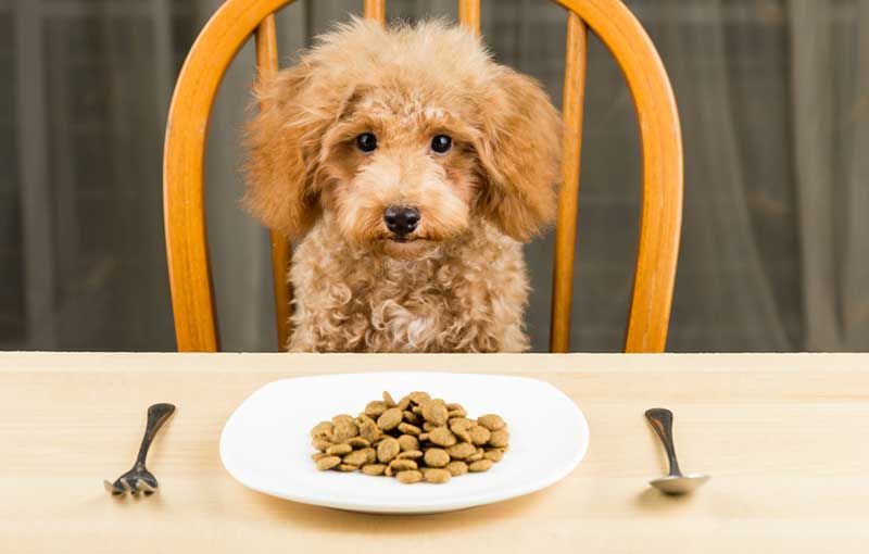 Real Pet Food Kitchen History of canine nutrition