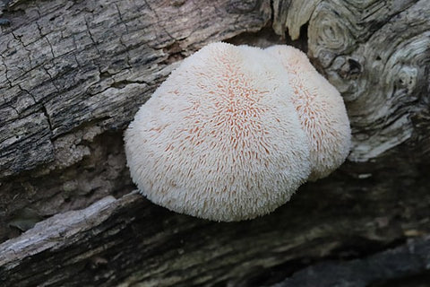 Lions Mane Mushroom