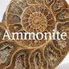 Ammonite Rock Professor Information