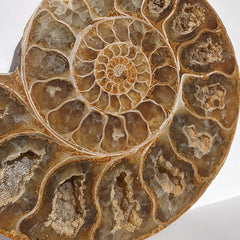 Ammonite Fossil Rock Professor Image