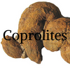 Coprolites Rock Professor Information