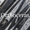 Orthoceras Fossil Rock Professor Information