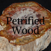 Petrified Wood Fossil Rock Professor Information