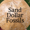 Sand Dollar Fossil Rock Professor