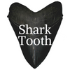 Shark Tooth Fossil Rock Professor Information