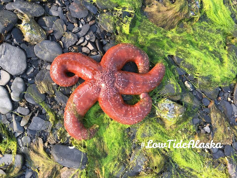 Low Tide Critter - Juneau, Alaska - Image Provided by Janet Henderson