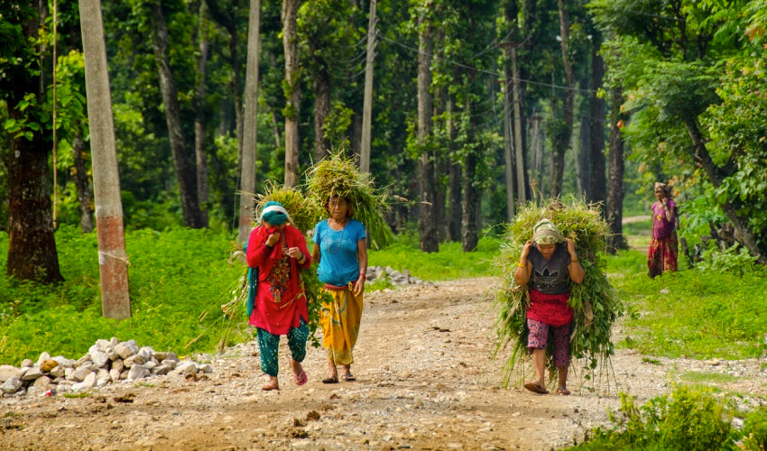 Three Nepali ladies wearing flip-flops while hauling grass